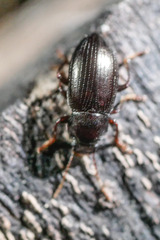Helopini