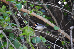 Arremon flavirostris