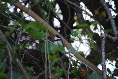 Arremon flavirostris