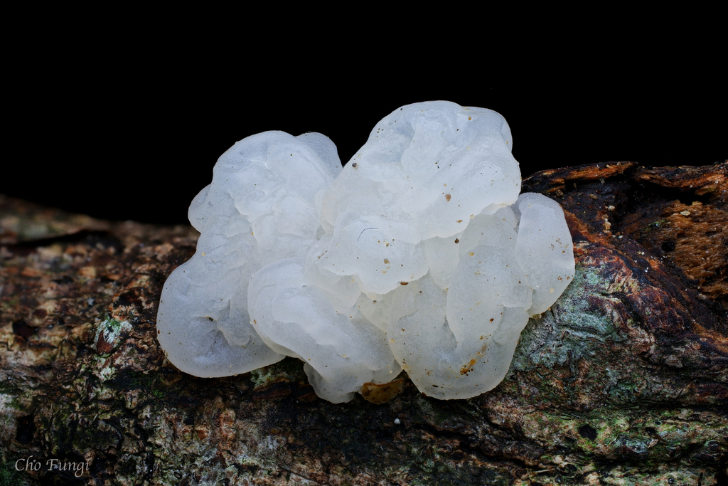 Tremella pulvinalis