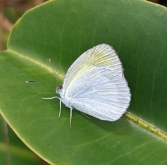 Eurema elathea
