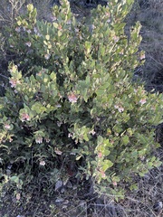 Arctostaphylos montereyensis