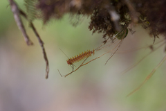 Lepanthopsis pristis
