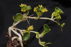 Dioscorea ancachsensis