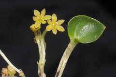 Dioscorea ancachsensis