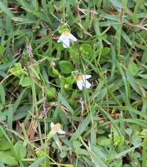 Torenia polygonoides