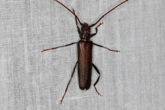 Xystrocera virescens