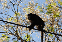 Alouatta caraya