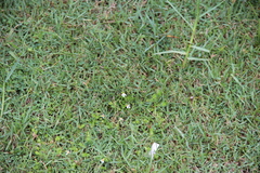 Torenia polygonoides