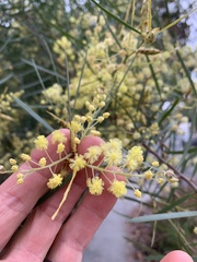 Acacia retinodes