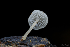 Mycena subcyanocephala