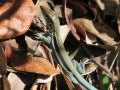 Pholidoscelis auberi