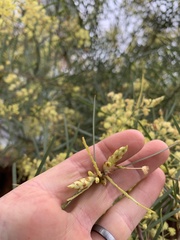 Acacia retinodes