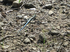 Pholidoscelis auberi