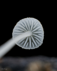 Mycena subcyanocephala