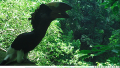 Bycanistes subcylindricus