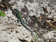 Pholidoscelis auberi