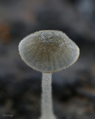 Mycena subcyanocephala