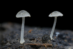 Mycena subcyanocephala
