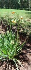 Tulbaghia acutiloba