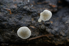 Mycena subcyanocephala