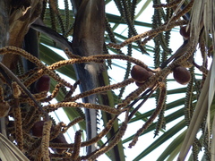 Hyphaene thebaica