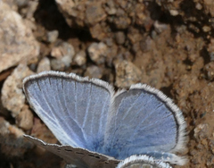 Glaucopsyche lygdamus