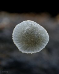 Mycena subcyanocephala