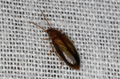 Alleculina