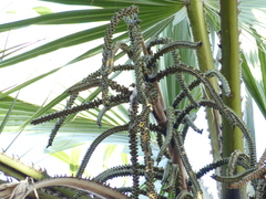 Hyphaene thebaica
