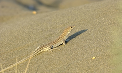 Acanthodactylus schreiberi