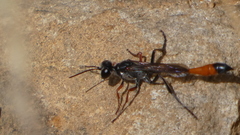 Ammophila heydeni
