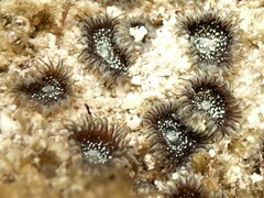 Zoantharia