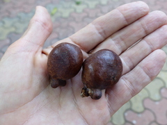 Hyphaene thebaica