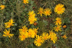 Senecio breviscapus