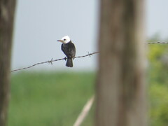 Arundinicola leucocephala