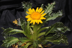 Senecio breviscapus