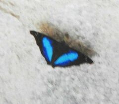 Doxocopa