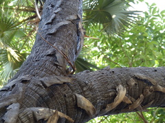 Hyphaene thebaica