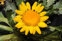 Senecio breviscapus