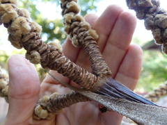 Hyphaene thebaica