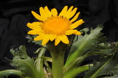 Senecio breviscapus