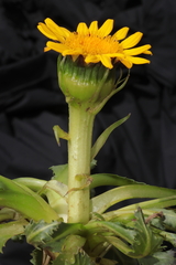 Senecio breviscapus