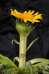 Senecio breviscapus