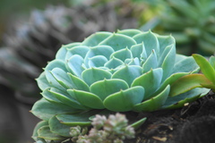Echeveria