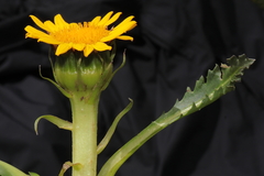 Senecio breviscapus