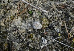 Caucasotachea vindobonensis