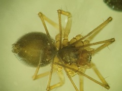 Bathyphantes gracilis