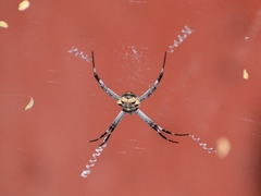 Argiope argentata