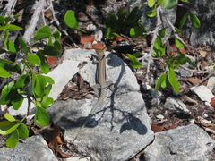 Pholidoscelis auberi